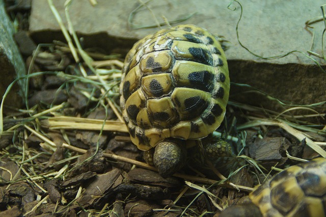 vodní želva